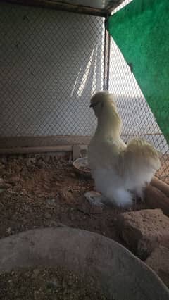 silkie/silky