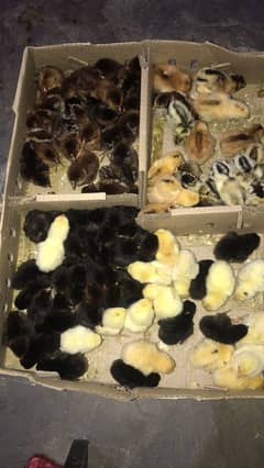 Golden Misri | White Layer | lohman Brown | Hens Chicks | Broiler