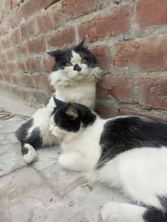 persian ka cross cute cats