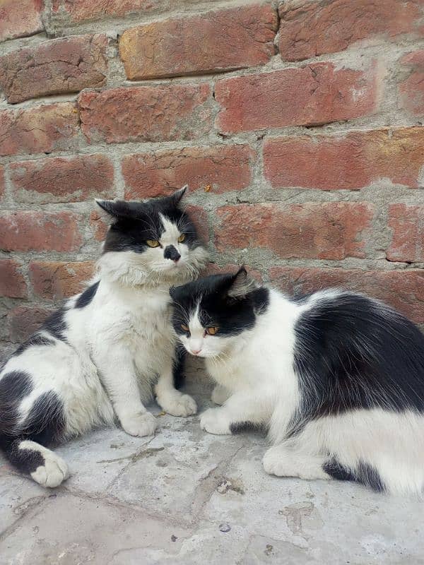 persian ka cross cute cats 1