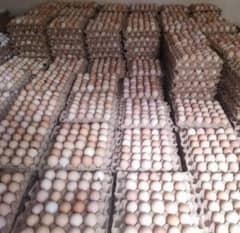 white Egg | Golden Misri | Hens egg | Desi Eggs | fertile egg | andy