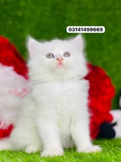 white fluffy persian kitten healthy and active liter trained