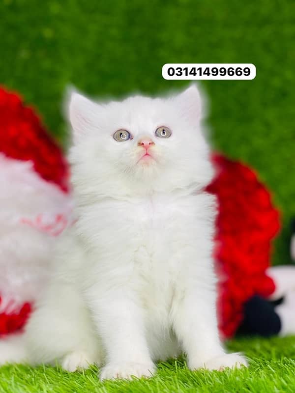 white fluffy persian kitten healthy and active liter trained 0