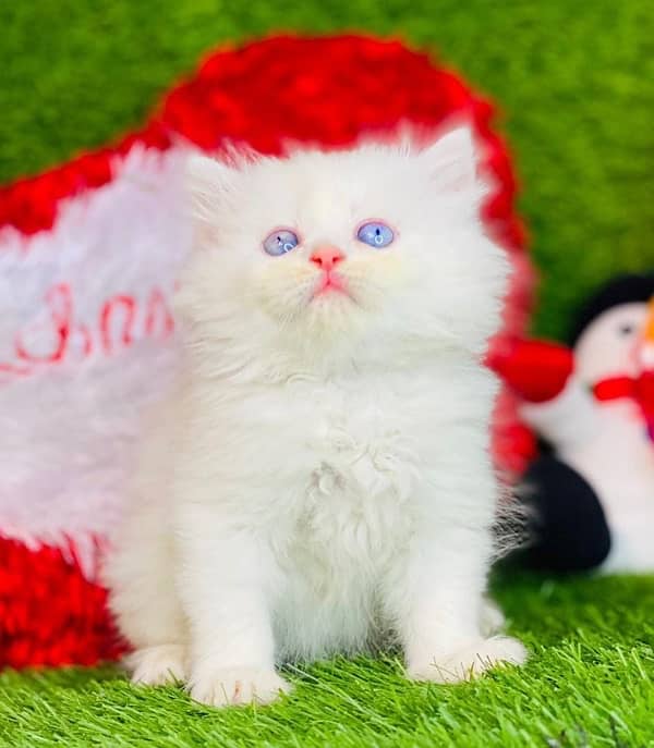 white fluffy persian kitten healthy and active liter trained 2