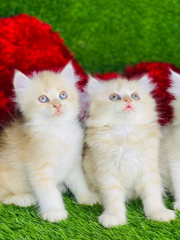 white fluffy persian kitten healthy and active liter trained 3