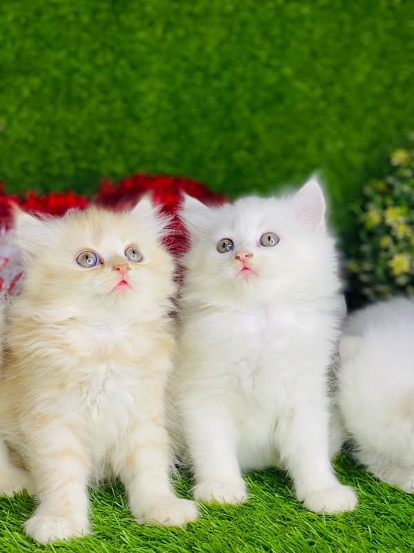 white fluffy persian kitten healthy and active liter trained 4