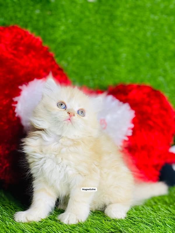 white fluffy persian kitten healthy and active liter trained 6