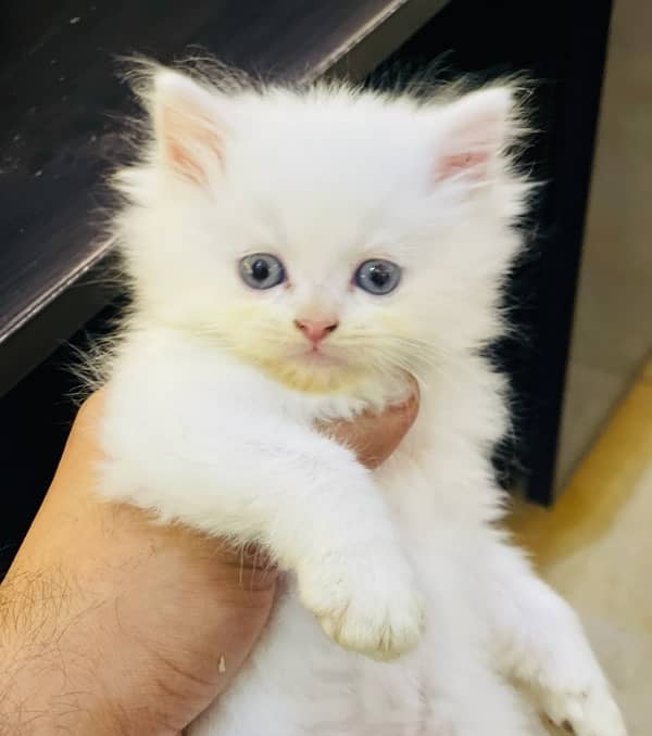 Persian Triple coated kitten 0