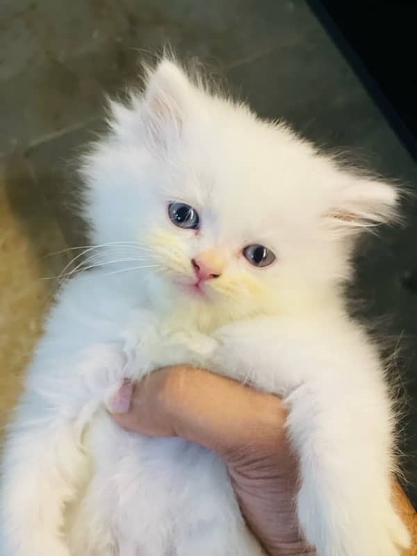 Persian Triple coated kitten 1