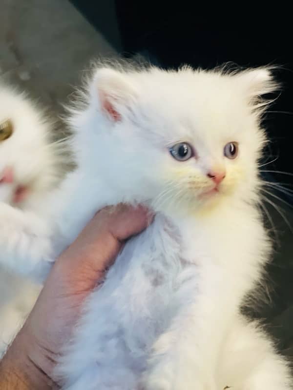 Persian Triple coated kitten 2