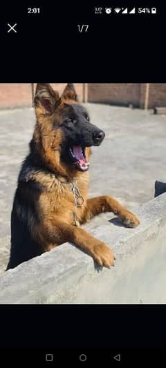 German shepherd dog for sale