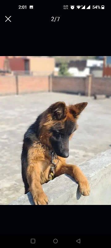 German shepherd dog for sale 1