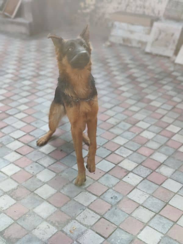 German shepherd dog for sale 13