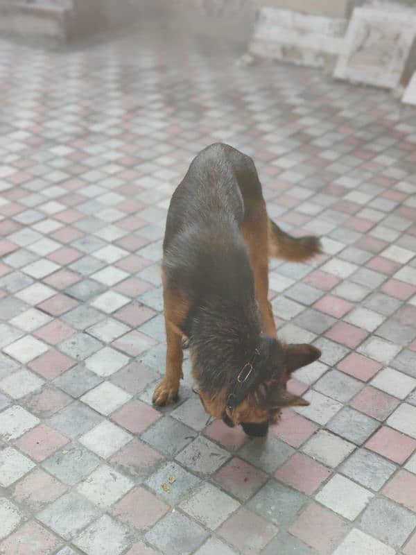 German shepherd dog for sale 14