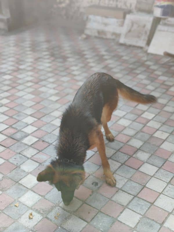 German shepherd dog for sale 16