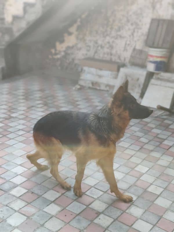 German shepherd dog for sale 17