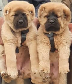 kurdish Kangal dog pair 3 months for sale security dog