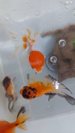 goldfish pair