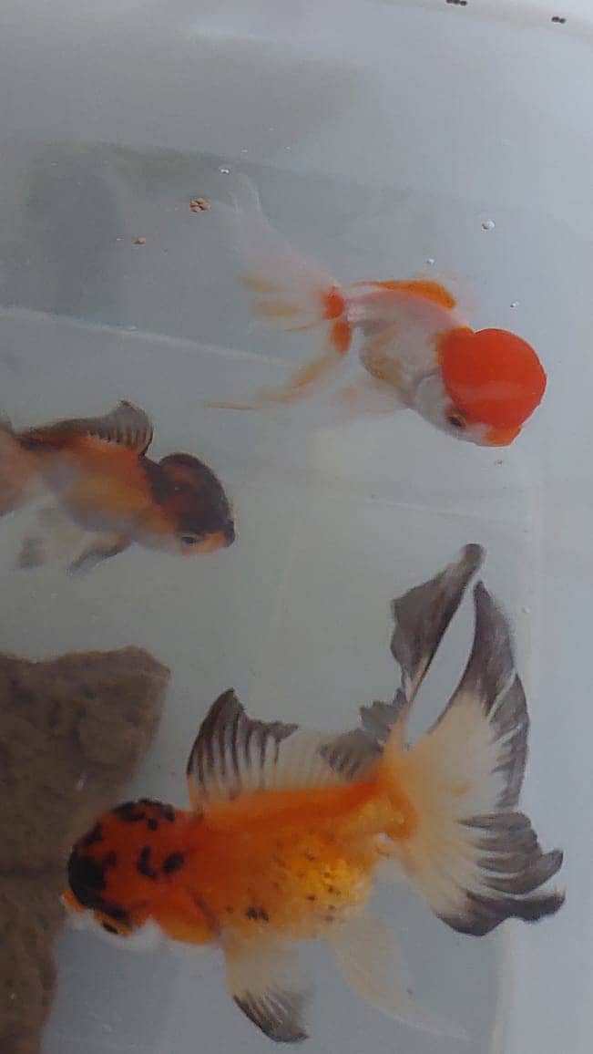 goldfish pair 1