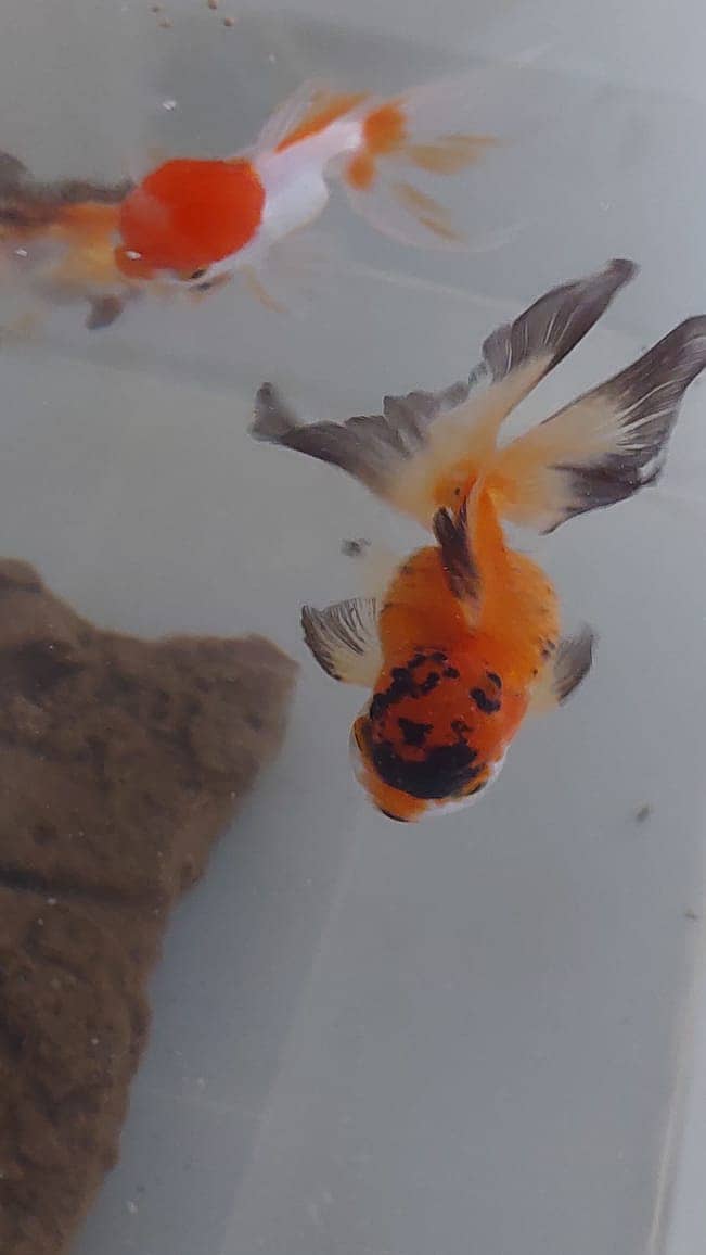 goldfish pair 2