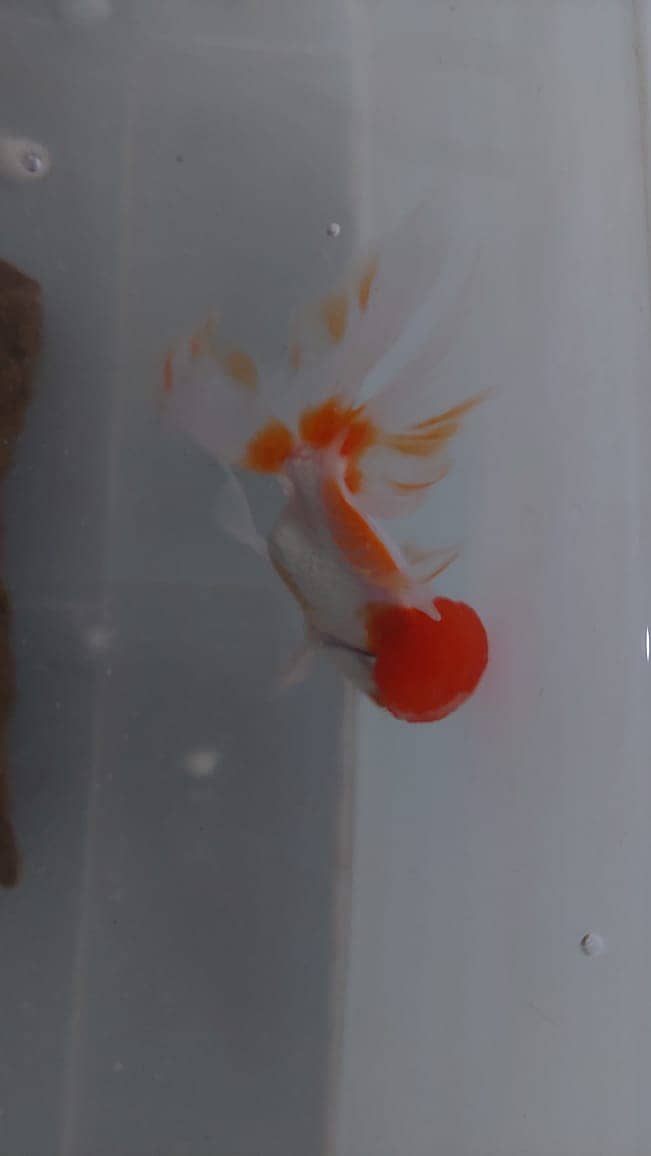 goldfish pair 3