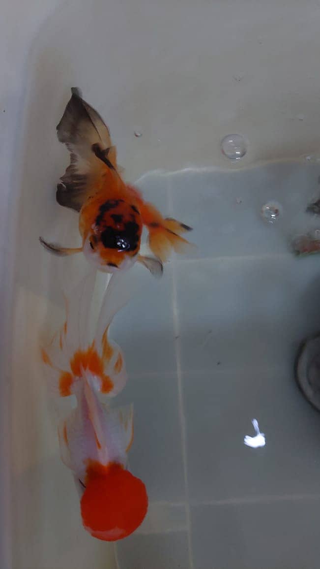 goldfish pair 4