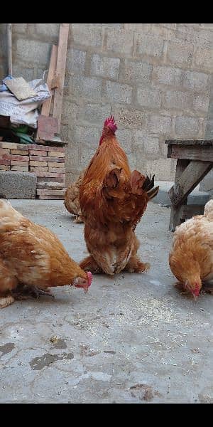 Golden buff chiks for sale 1