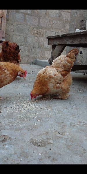 Golden buff chiks for sale 6