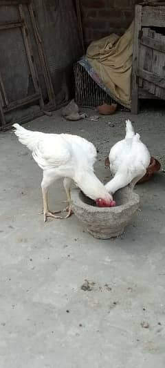 Heera aseel breeder pair