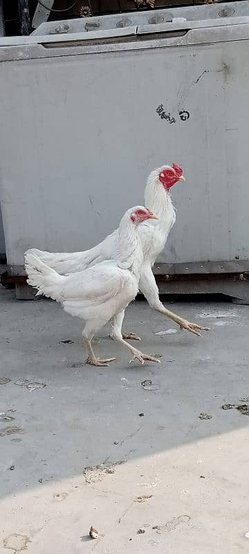 Heera aseel breeder pair 1