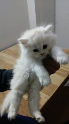 Persian kittens 50 days old