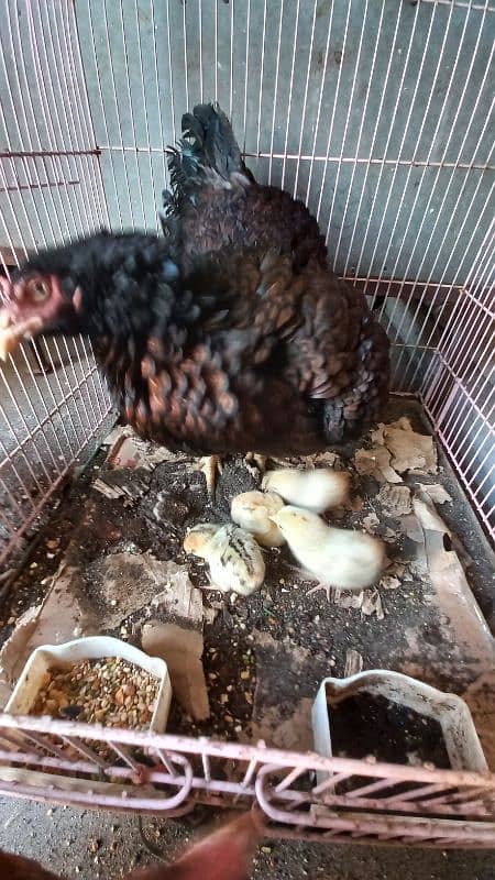 Aseel Mianwali Chicks for sale - 4 pcs - age 4 days 0