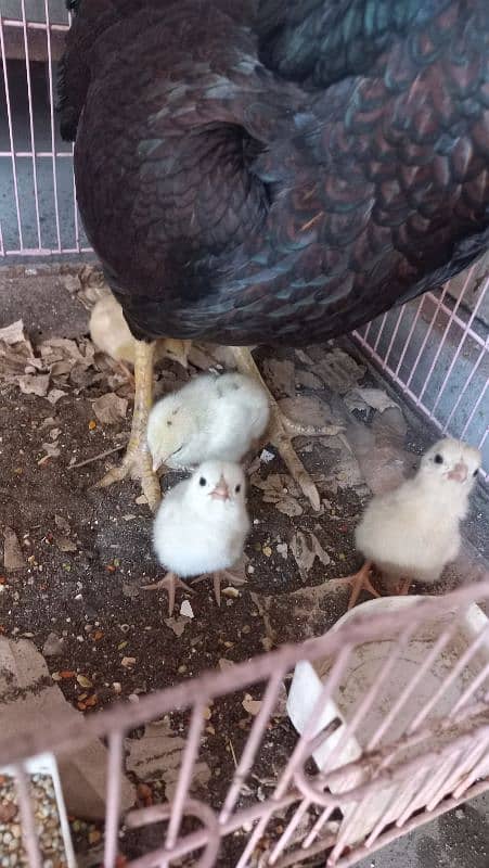 Aseel Mianwali Chicks for sale - 4 pcs - age 4 days 3