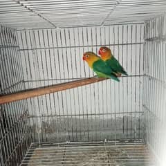 lovebird