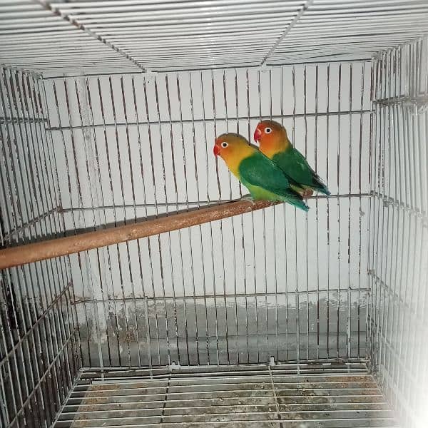 lovebird fore sale 0