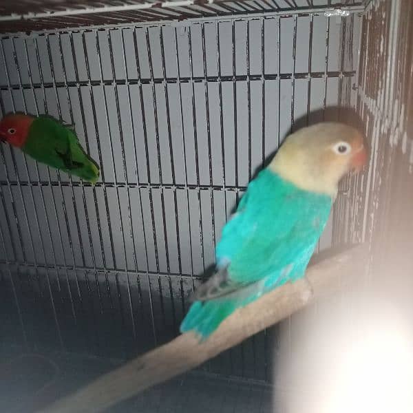 lovebird fore sale 1