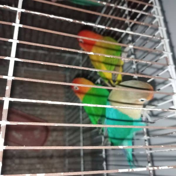 lovebird fore sale 2