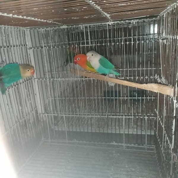 lovebird fore sale 3