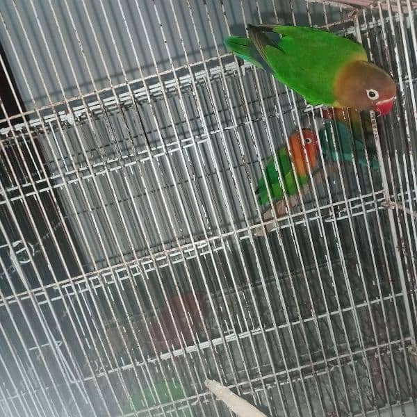 lovebird fore sale 4