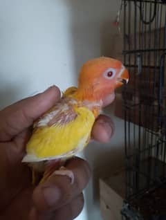 1500 my love birds chick  read full ad plz