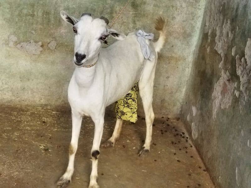 Tadi Goat with Male kid 0