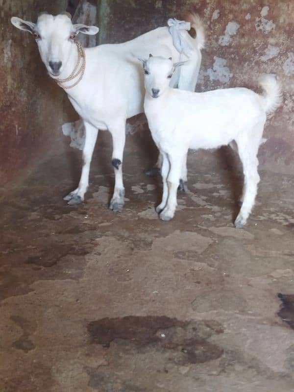 Tadi Goat with Male kid 1