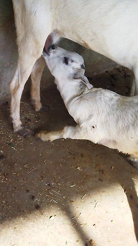 Tadi Goat with Male kid 2