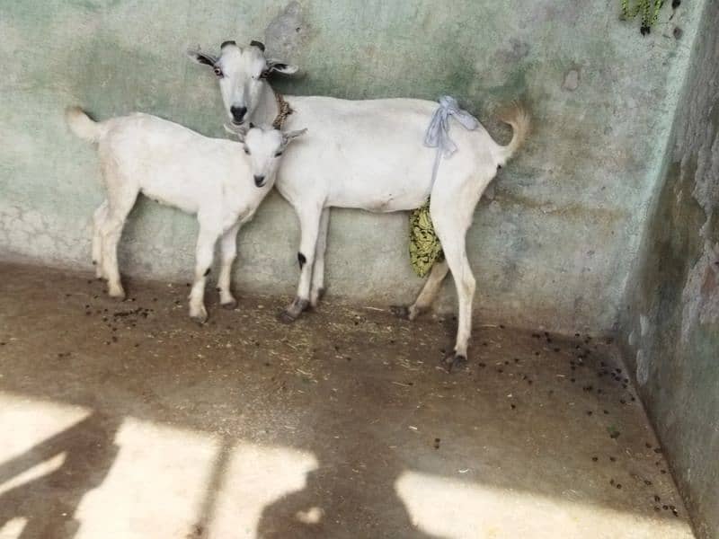 Tadi Goat with Male kid 4