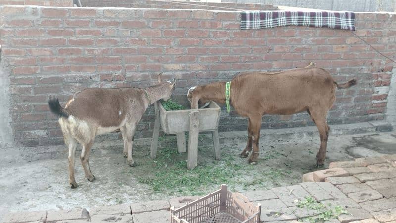 barbari goat and bital 1