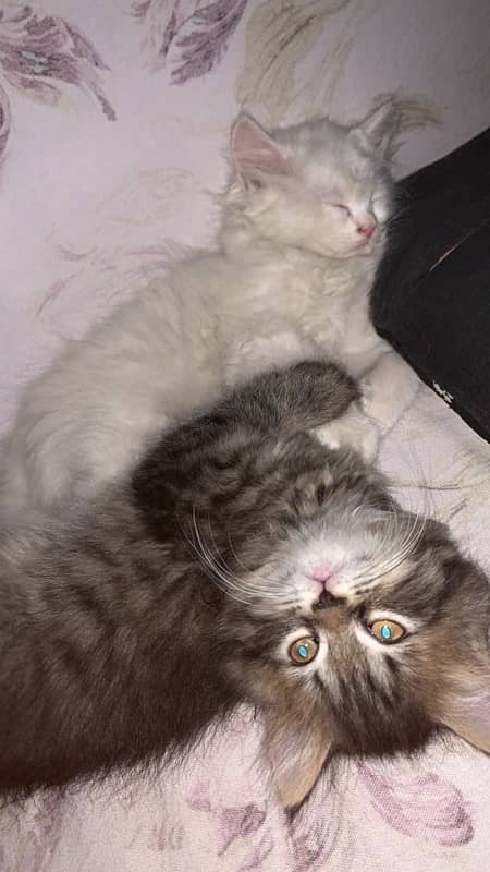 Persian Kittens 1