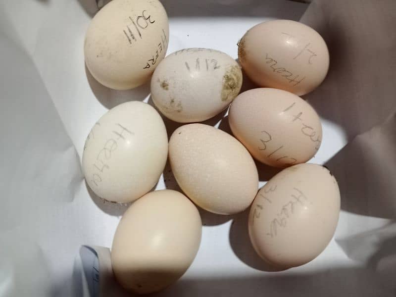 Heera fertile eggs 0