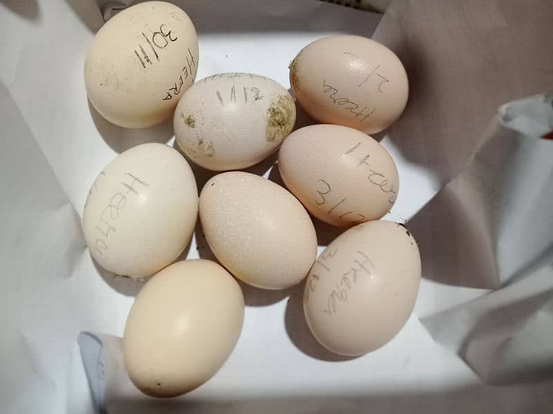 Heera fertile eggs 1