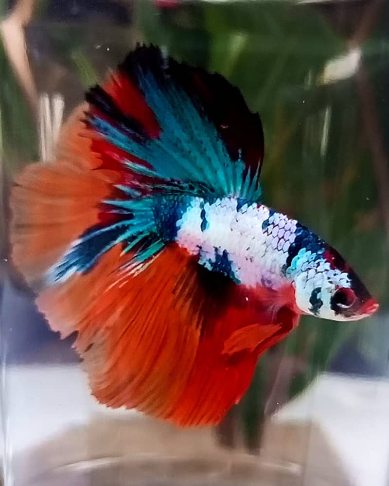 Stunning Galaxy Over Halfmoon Betta Male - Rare Coloration Betta Fish 0