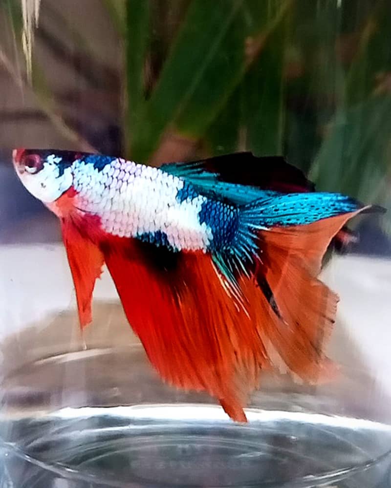 Stunning Galaxy Over Halfmoon Betta Male - Rare Coloration Betta Fish 1